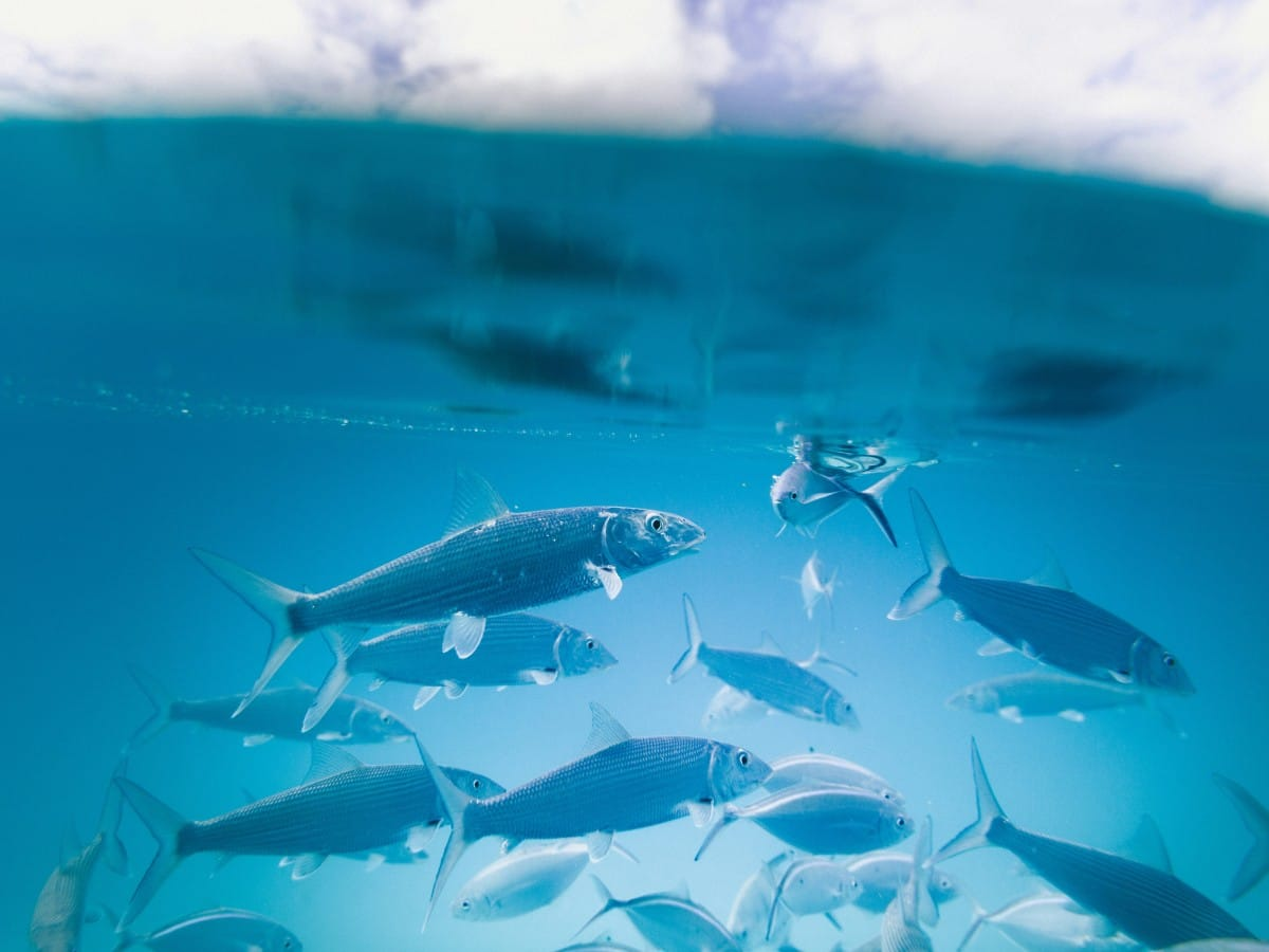 10 Bass Fishing Forums: Fishing Reports & Discussions