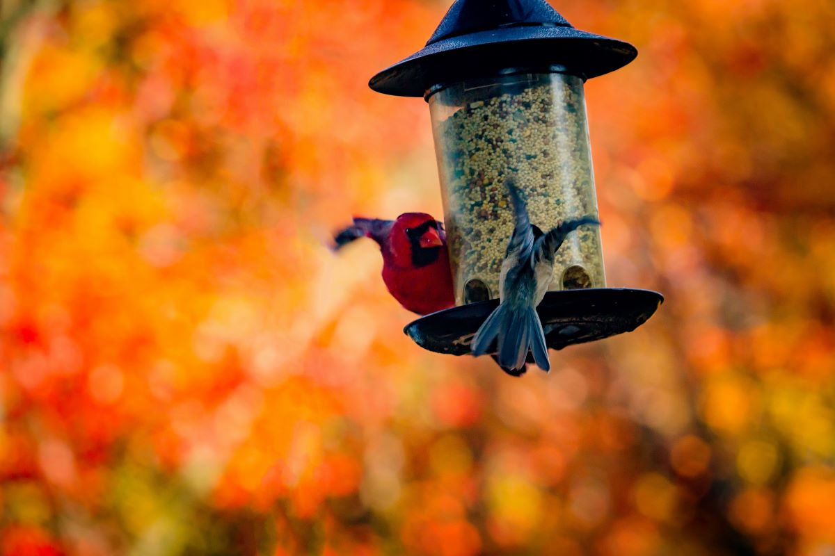 DIY Bird Feeder Guide: How to DIY Bird Feeder