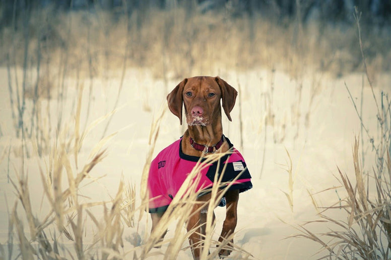 How to Keep Dogs Warm Outside: 10 Key Tips - Jackery