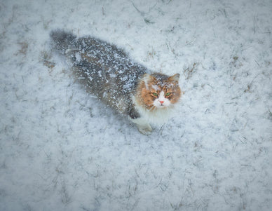 How to Keep Outdoor Cats Warm: 10 Essential Tips - Jackery