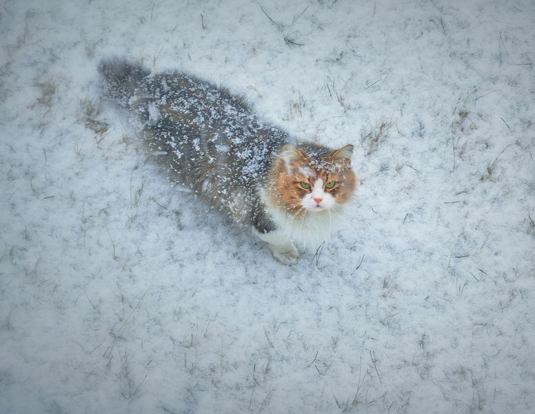 How to Keep Outdoor Cats Warm: 10 Essential Tips - Jackery