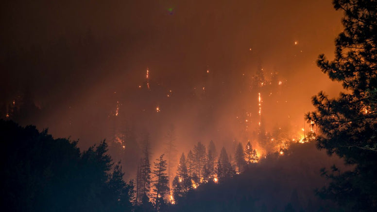 How to Prevent Wildfires in Louisiana - Jackery