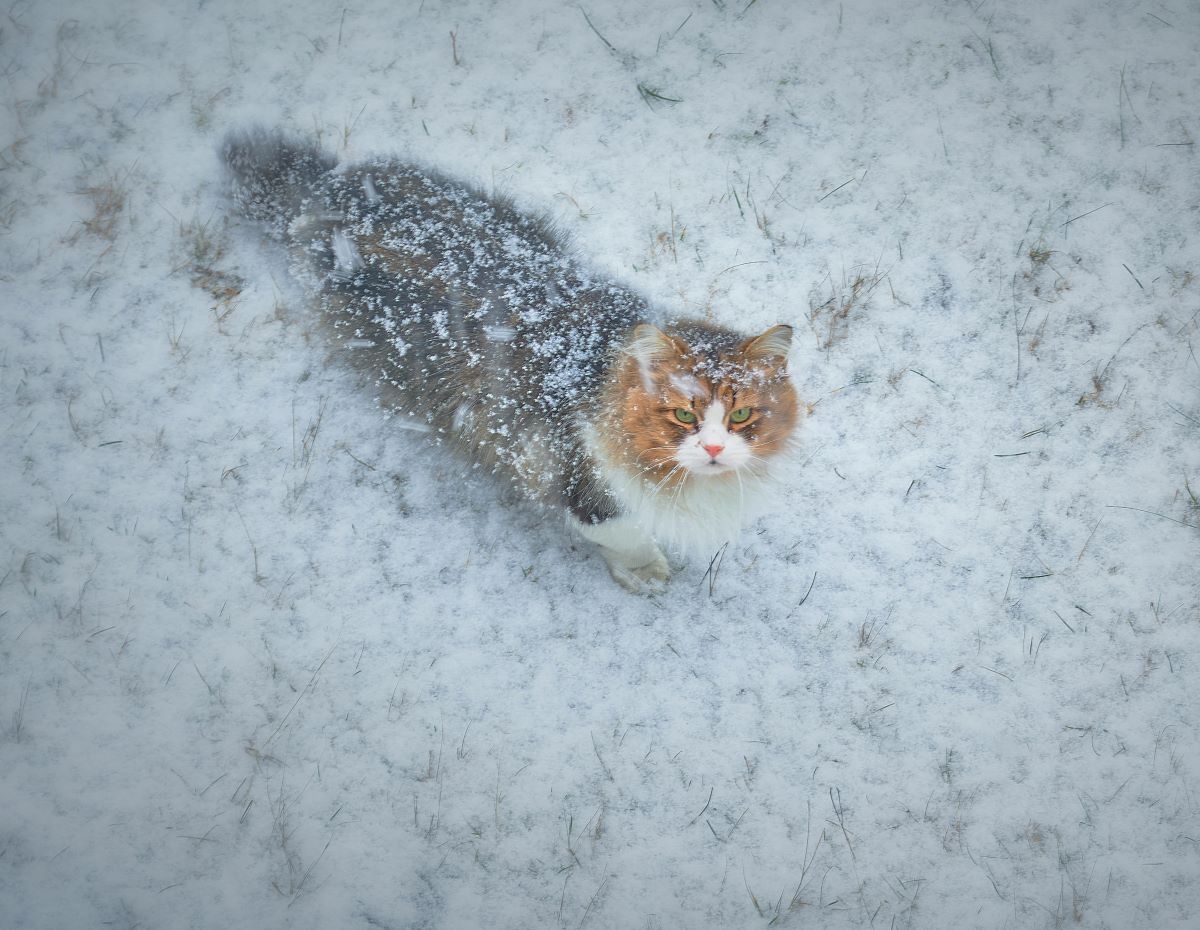 Keeping cats warm outside sale