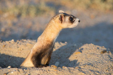 Jackery Partners with WWF on Black-Footed Ferret Restoration Program - Jackery