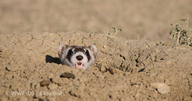 Jackery Reaffirms Commitment to Earth Protection, Looks to Continue Partnership with WWF in 2024 - Jackery