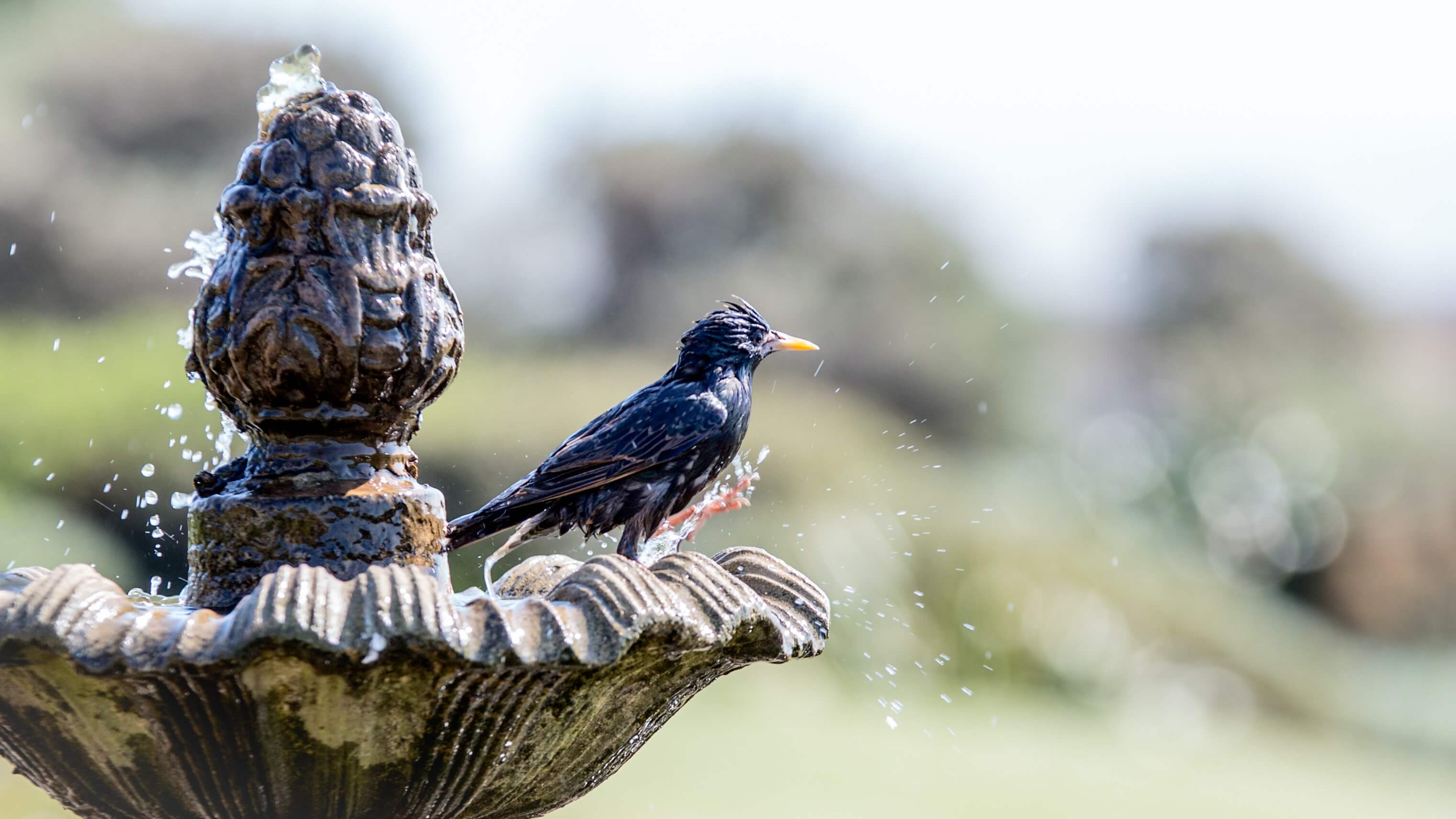Solar Powered Bird Bath: Can Solar Generator Power A Bird Bath