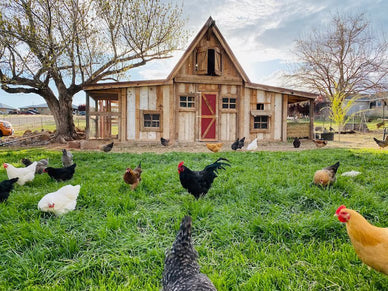 Solar Powered Chicken Coop Door: Can Solar Generator Power a Chicken Coop Door - Jackery