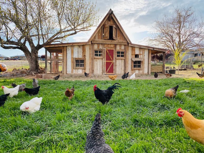 Solar Powered Chicken Coop Door: Can Solar Generator Power a Chicken Coop Door - Jackery
