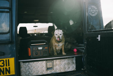 The Ultimate Guide on Road Trips with Dog or Puppy - Jackery