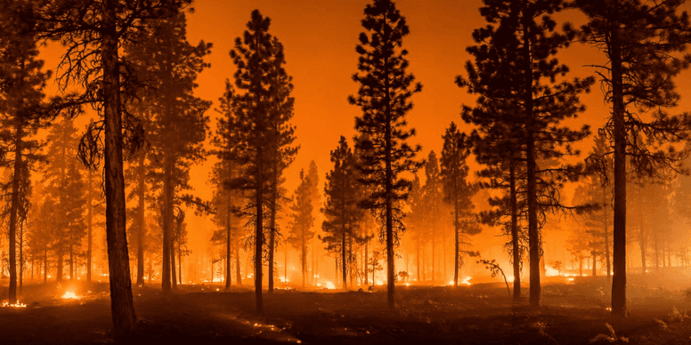 Things You Need to Know about Wildfires - Jackery