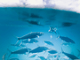 10 Bass Fishing Forums: Fishing Reports & Discussions