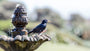 Solar Powered Bird Bath: Can Solar Generator Power A Bird Bath