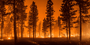 Things You Need to Know about Wildfires